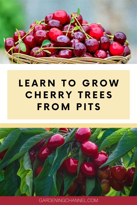 grow cherry trees from pits