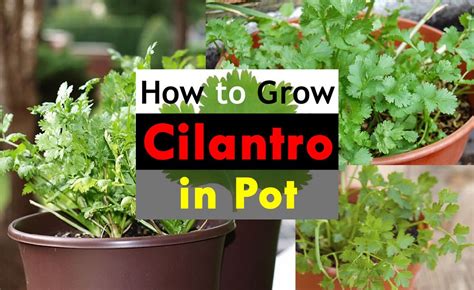 How to Grow Cilantro Indoors Growing cilantro, Grow cilantro indoors