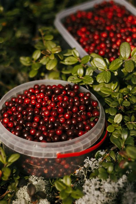 Grow Cranberries In Container