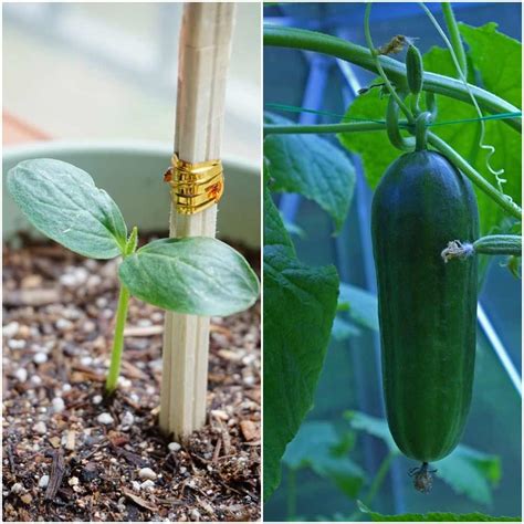 Growing Cucumbers in Pots from Seed, Cucumber Care Gardening Tips