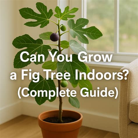 grow fig tree indoors