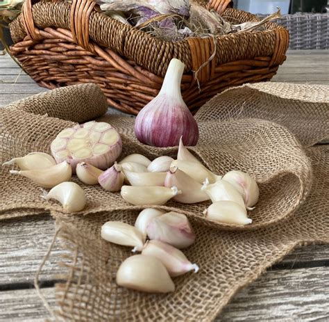 Grow Garlic Perth