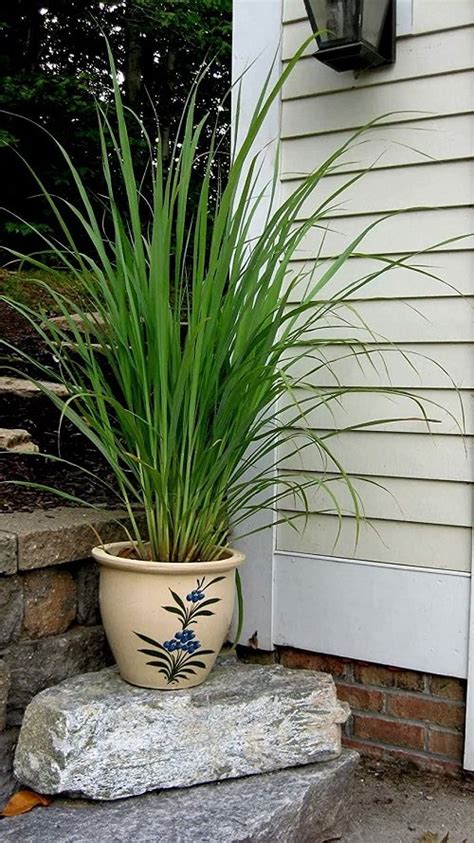 How to Grow Lemongrass When To Plant, Grow & Harvest Better Homes