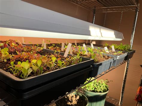 Grow Light Setup For Seedlings