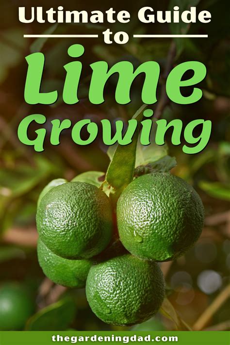 Grow Limes Ohio