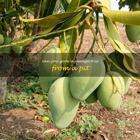 Grow Mango Tree From Pit
