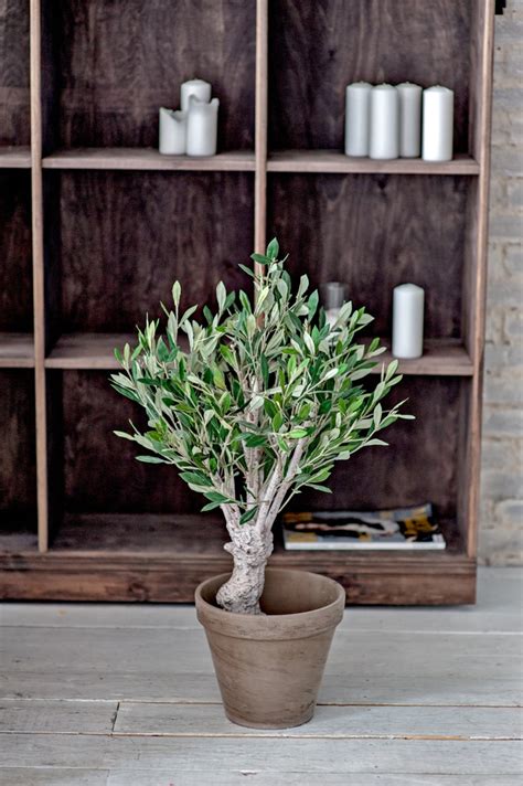 Olive Tree Care Grow an Olive Tree Indoors Types of Trees and Shrubs