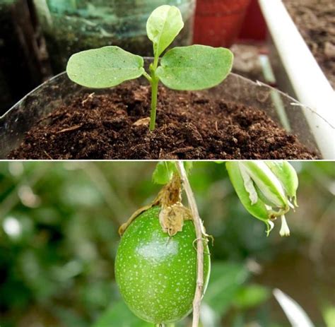 grow passion fruit from cutting