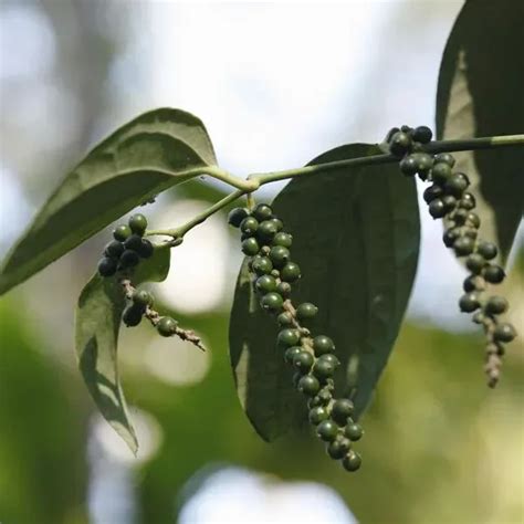 Grow Peppercorns Canada