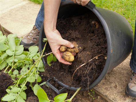 grow potatoes container