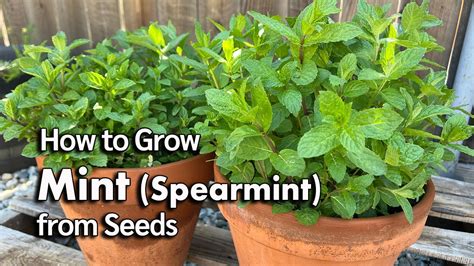 grow spearmint from seed