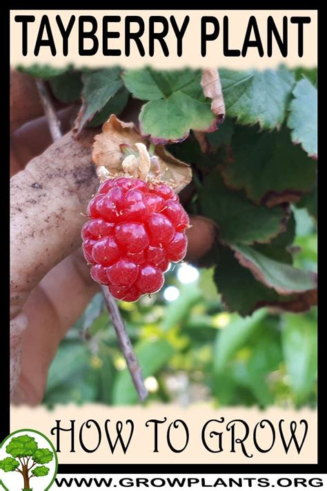 grow tayberry