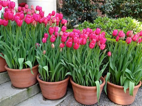 How To Care For Potted Tulips Over Winter