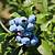 growing blueberries in north carolina