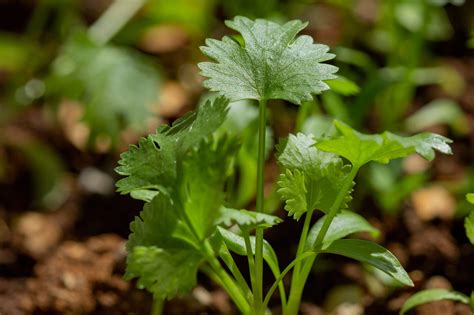 How to Grow Cilantro Vegetable Gardener Growing cilantro, Planting