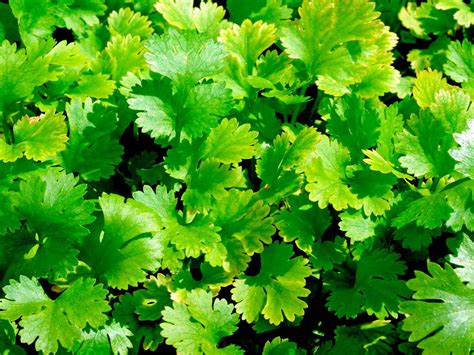 How to grow and care for coriander lovethegarden