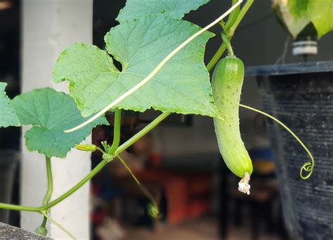 5 Vegetables You Can Grow in Hanging Baskets on a Porch Food