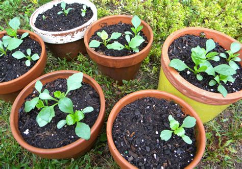 Growing Dahlias from Seed and overwintering tubers
