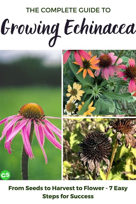 The Complete Guide to Growing Echinacea/Coneflower From Seeds in 2021