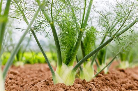 How to successfully grow your own fennel Growing fennel, Plants