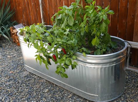 Cucumber in galvanized tub Garden canning ideas, Garden plant pots