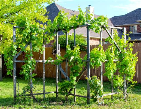 Growing Backyard Grapes Planting, Growing, Pruning