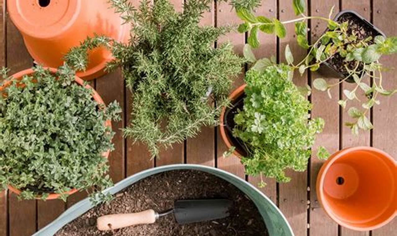 Unveiling the Secrets: A Beginner's Guide to Growing Herbs in Pots