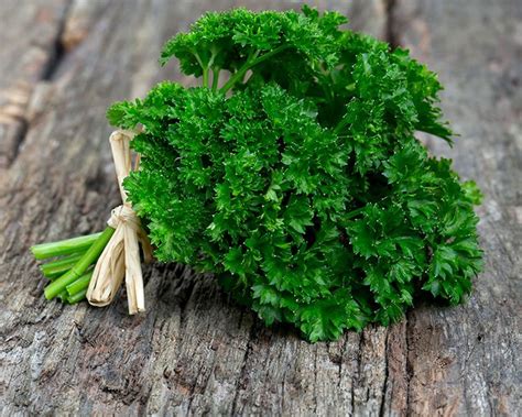 HOW TO GROW PARSLEY FROM SEED IN OUTSIDE BEDS The Garden of Eaden