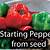 growing peppers from seed