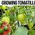 growing tomatillos from seed