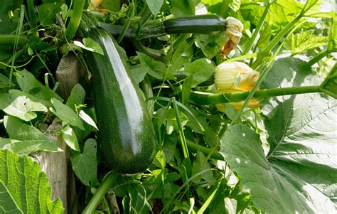 10 Tips For Growing Zucchini