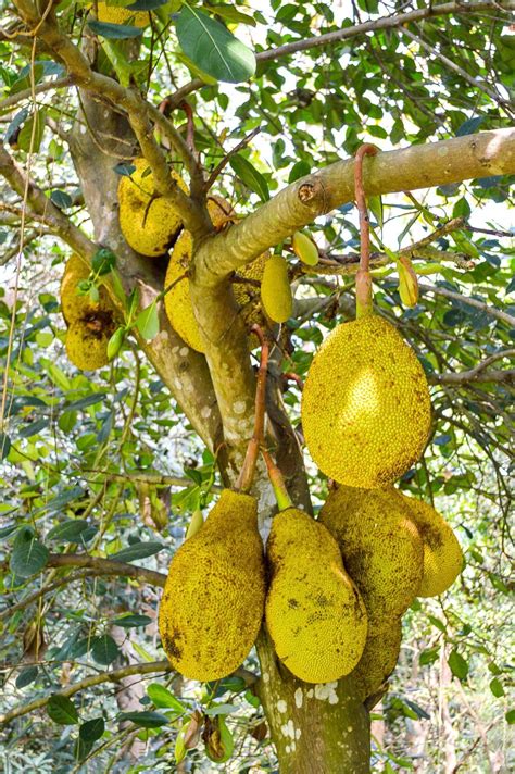 Growing A Jackfruit Tree