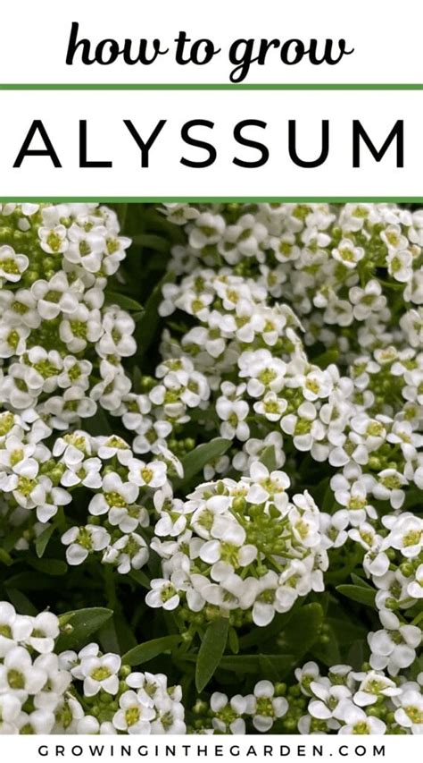 Growing Alyssum Soil