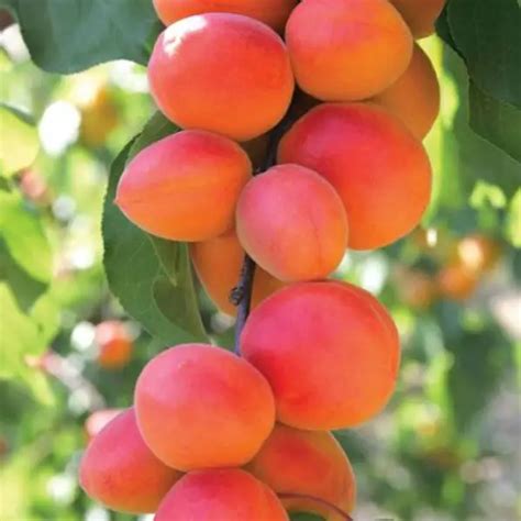 Growing Apricot Trees Uk