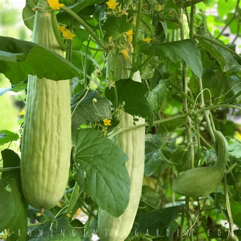 growing armenian cucumbers