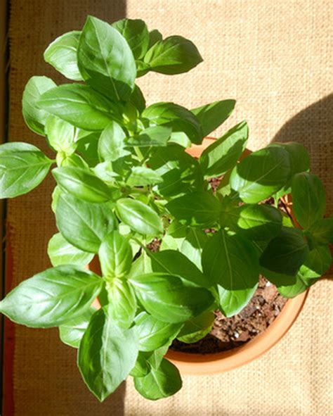 Growing Basil In Zone 5