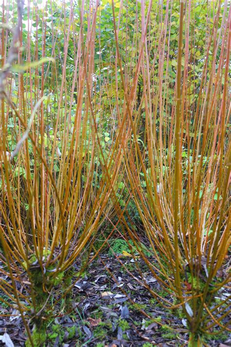 Growing Basket Willow