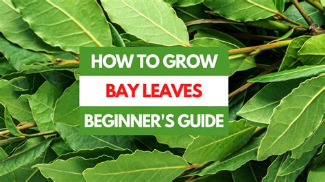 Growing Bay Leaf From Seed