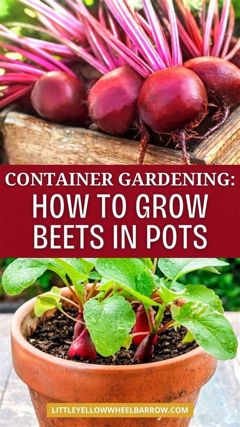 Growing Beets In Containers Uk