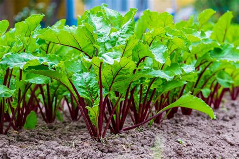 Growing Beets Organically