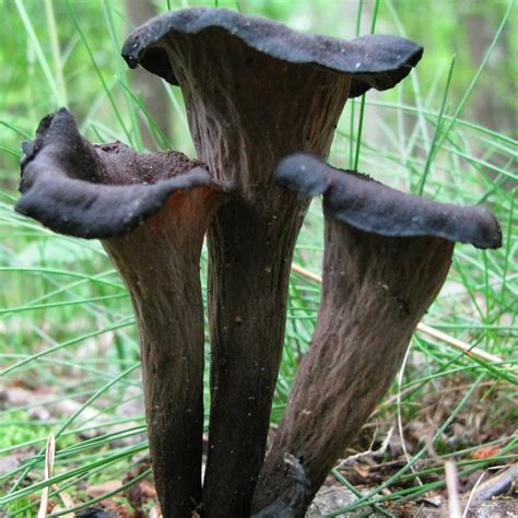 growing black trumpet mushrooms