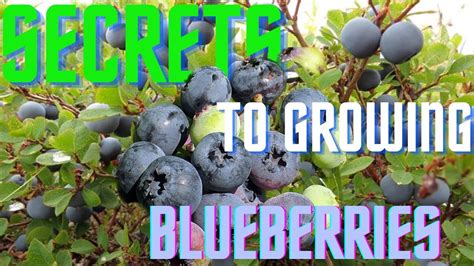Growing Blueberries For Beginners