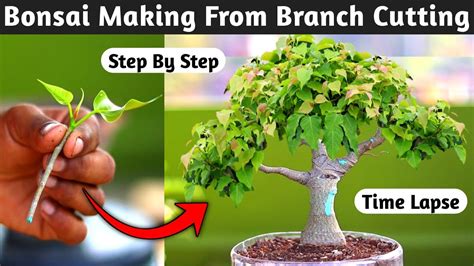 Growing Bonsai From Cutting