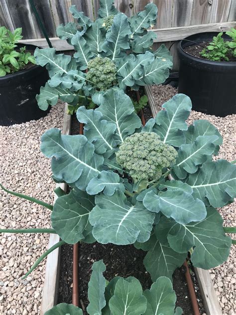 Growing Broccoli Florets