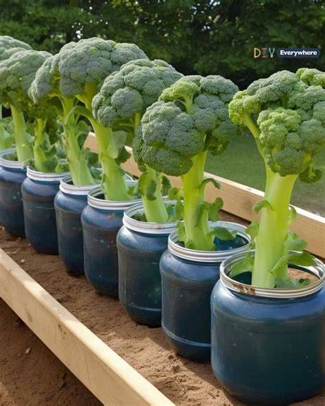 How to Grow Broccoli in Containers Gardener’s Path