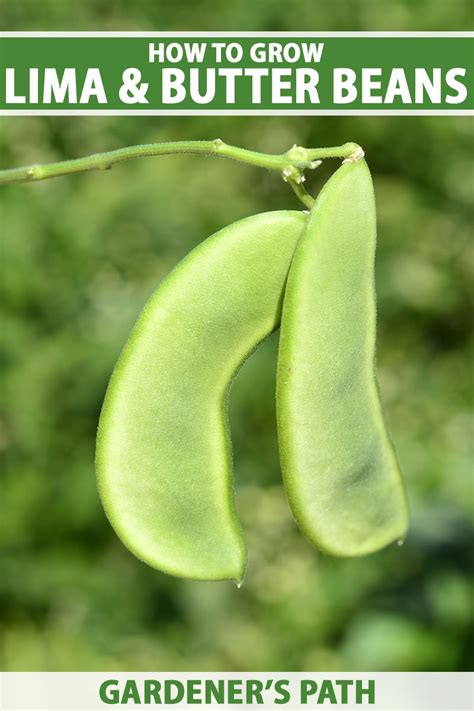 growing butter beans