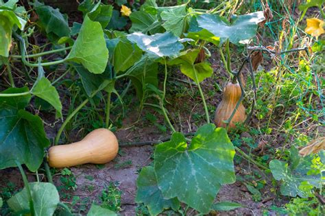 Growing Butternut Squash How To Grow Butternut Squash Plants