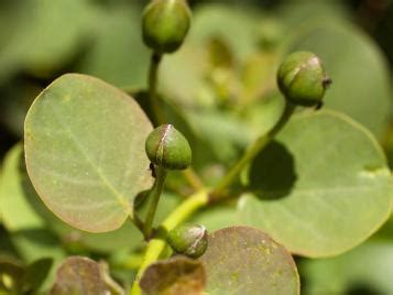 Growing Capers In Uk