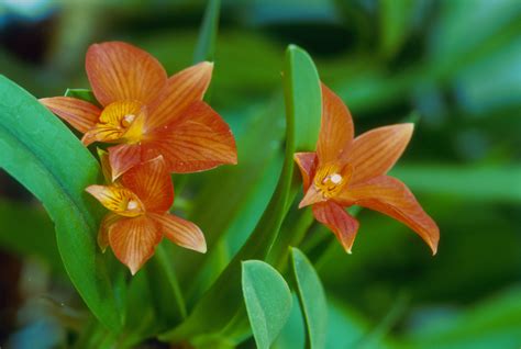 growing cattleya orchids indoors