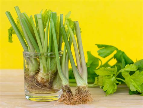 Growing Celery From Root End